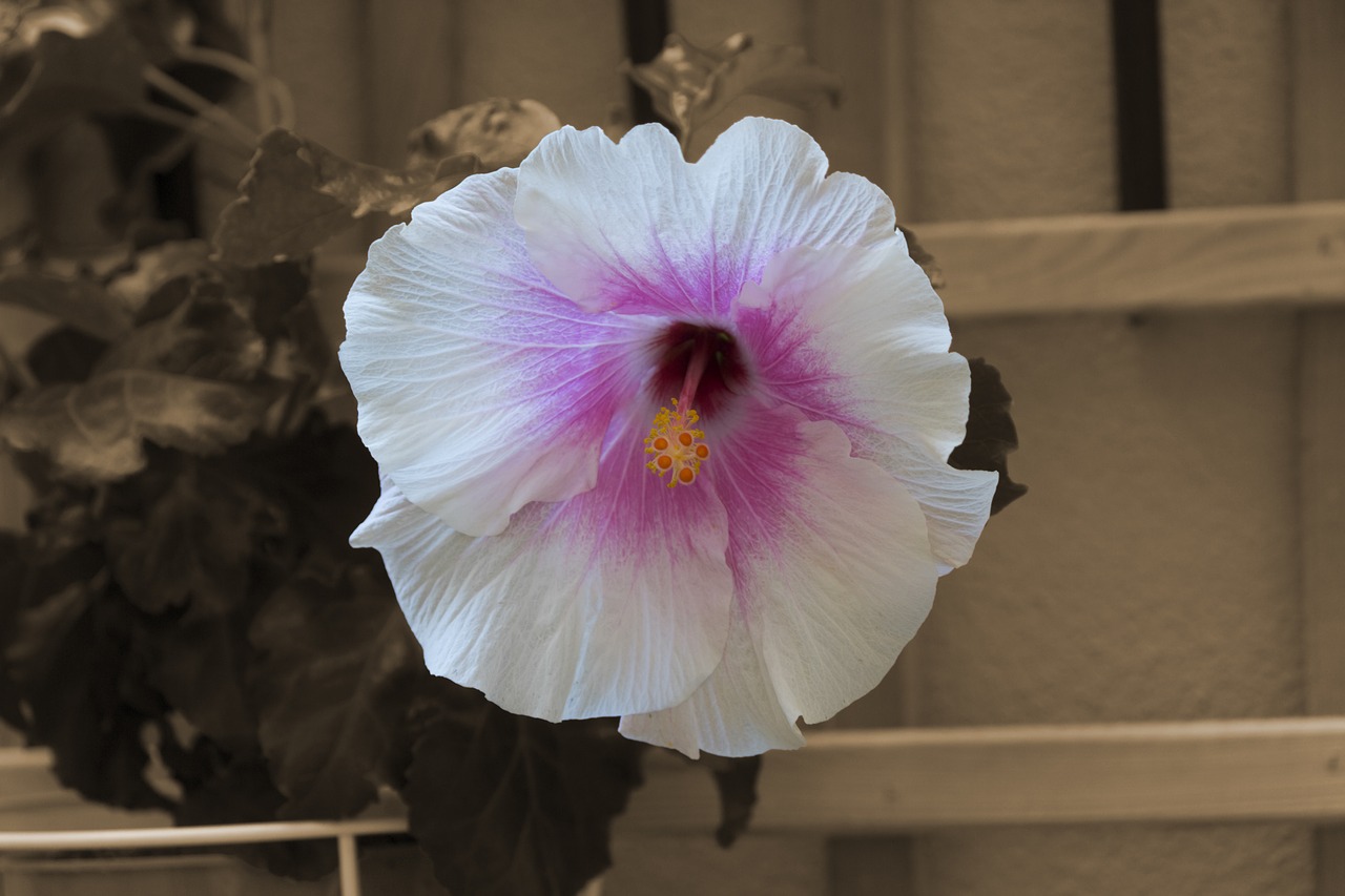 flower autumn hibiscus free photo