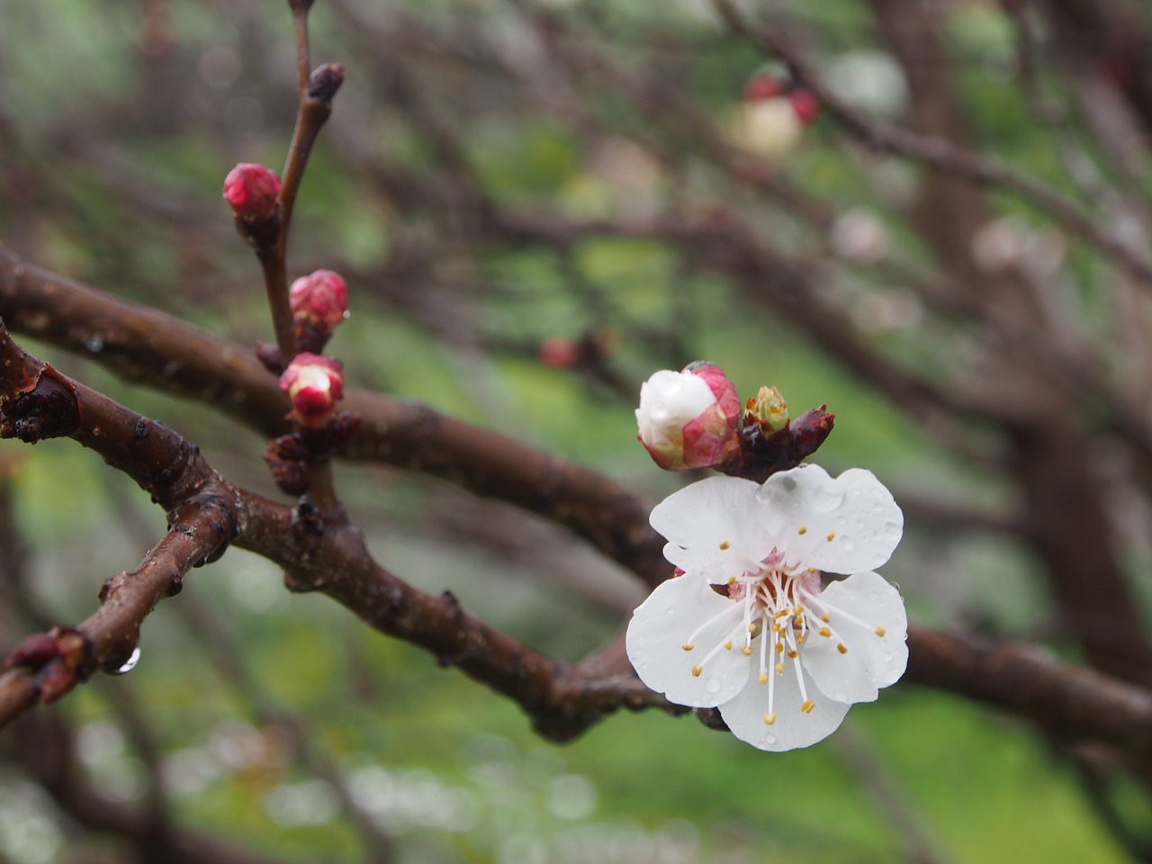 flower branch blossom free photo