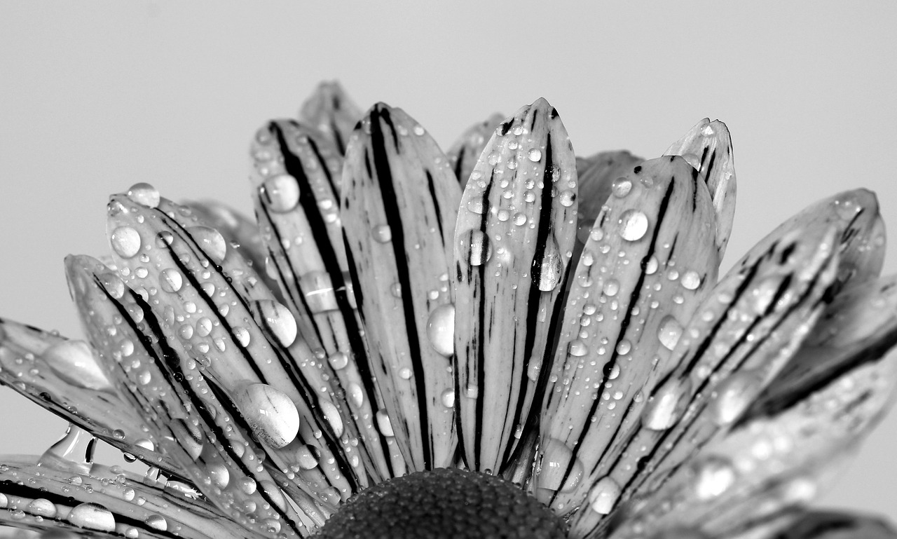flower black white drip free photo