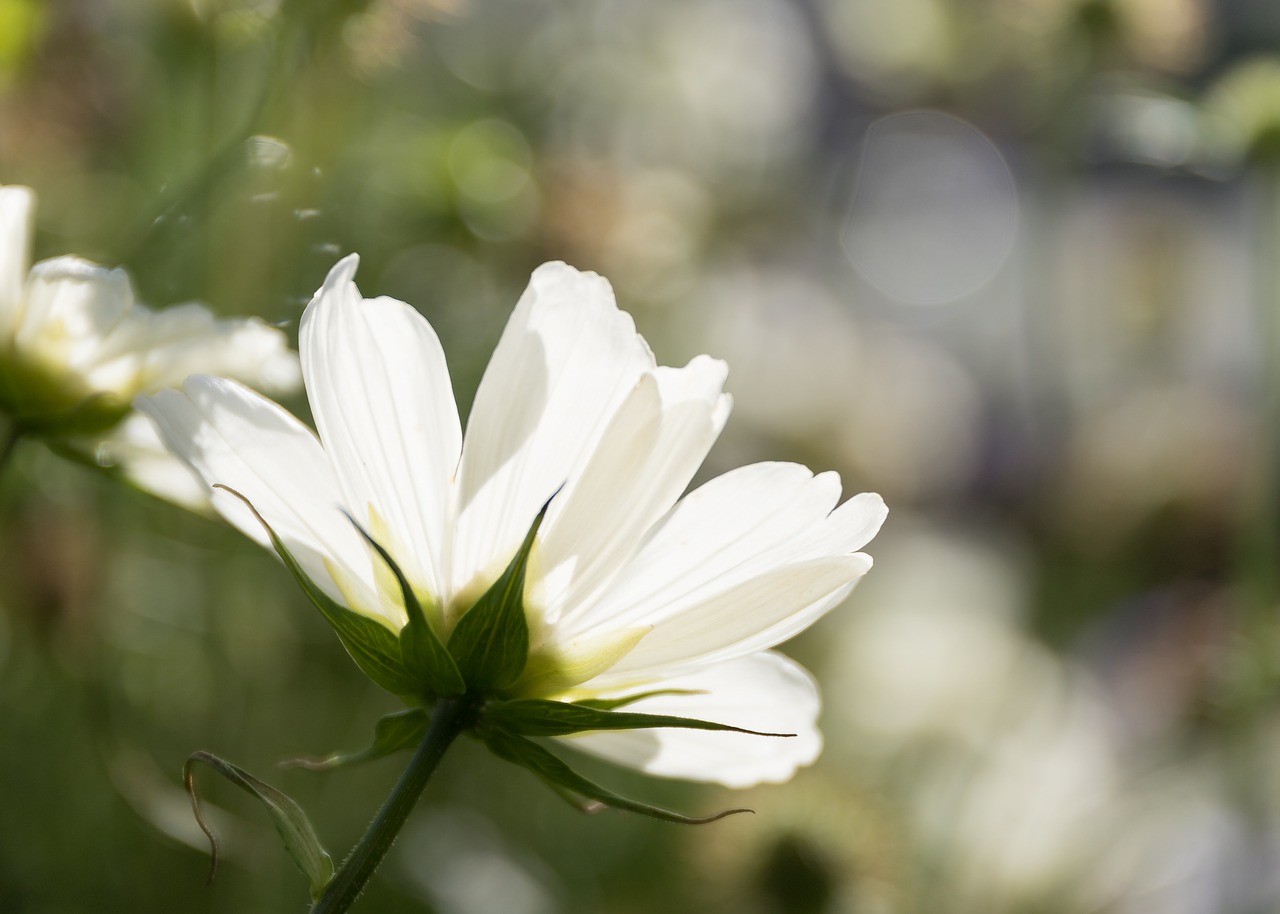 flower cosmos summer free photo