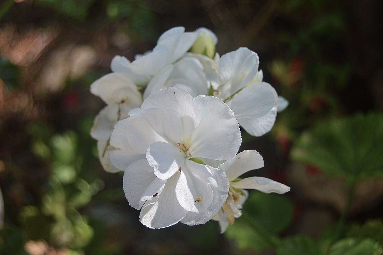 flower white flowers geraneo free photo