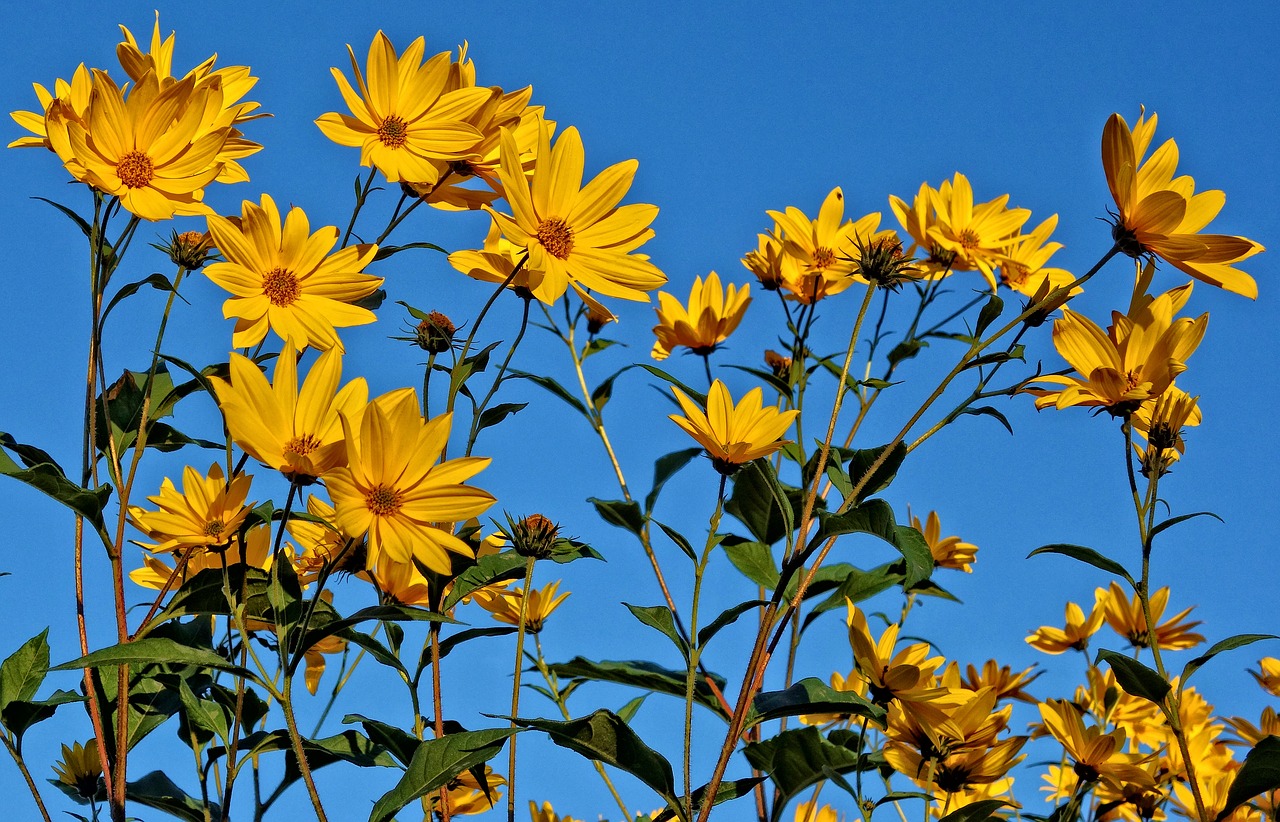 flower yellow flower blue skies free photo