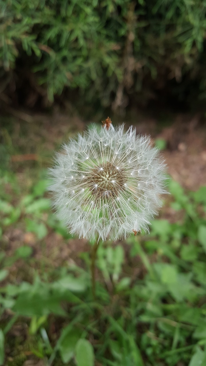 flower nature garden free photo