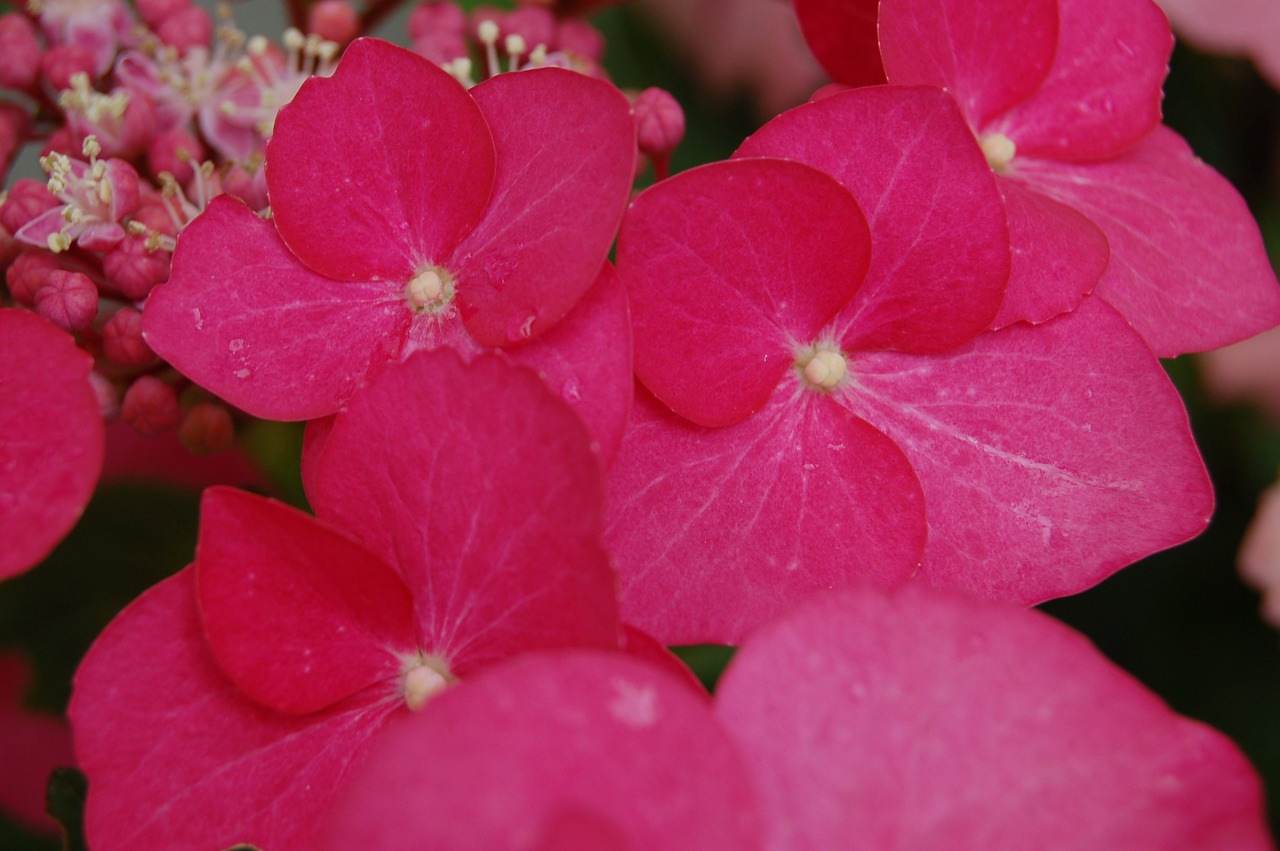 flower blossom bloom free photo