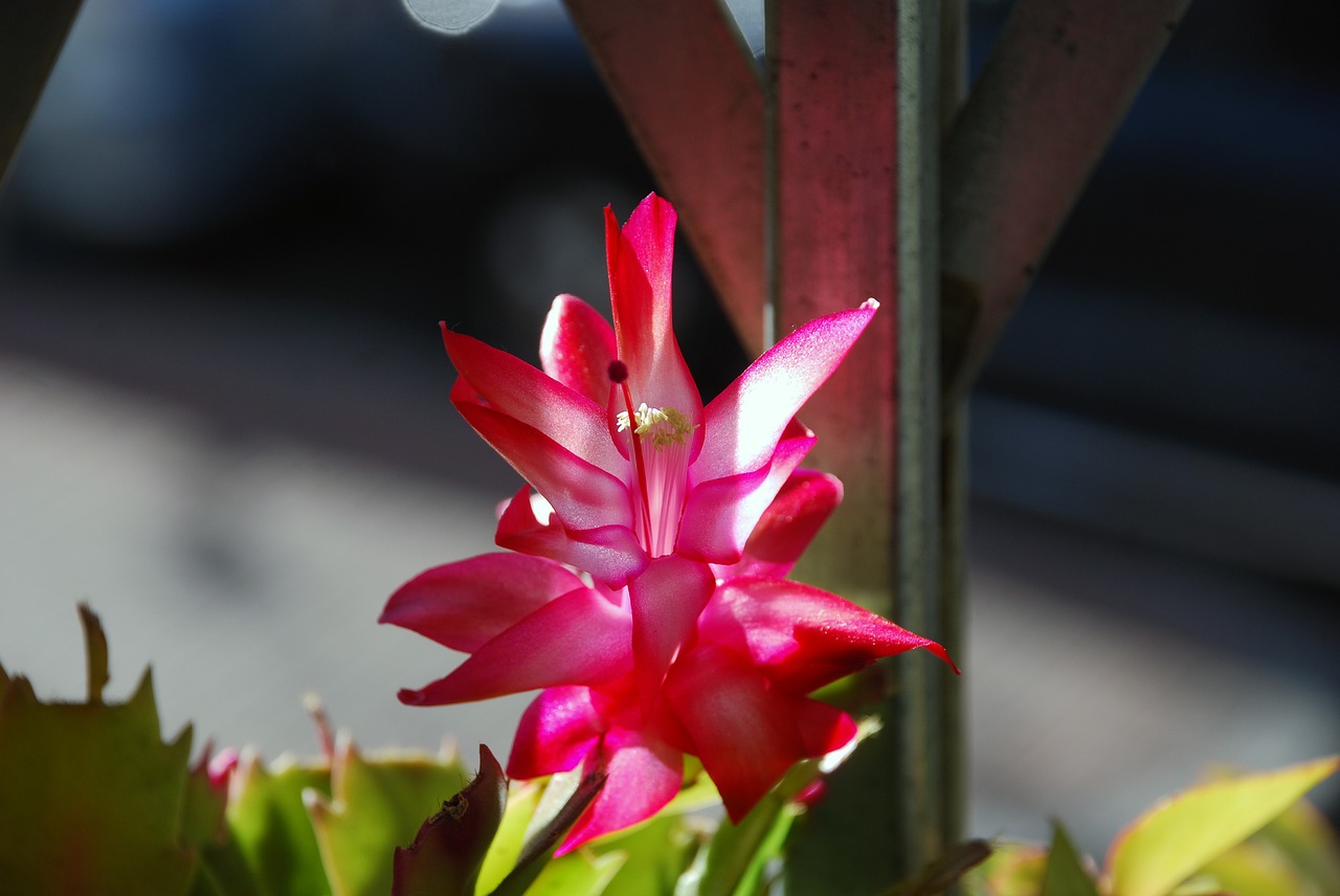 flower cactus window free photo