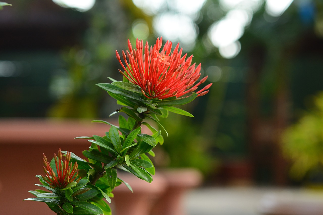 flower flora asoka free photo