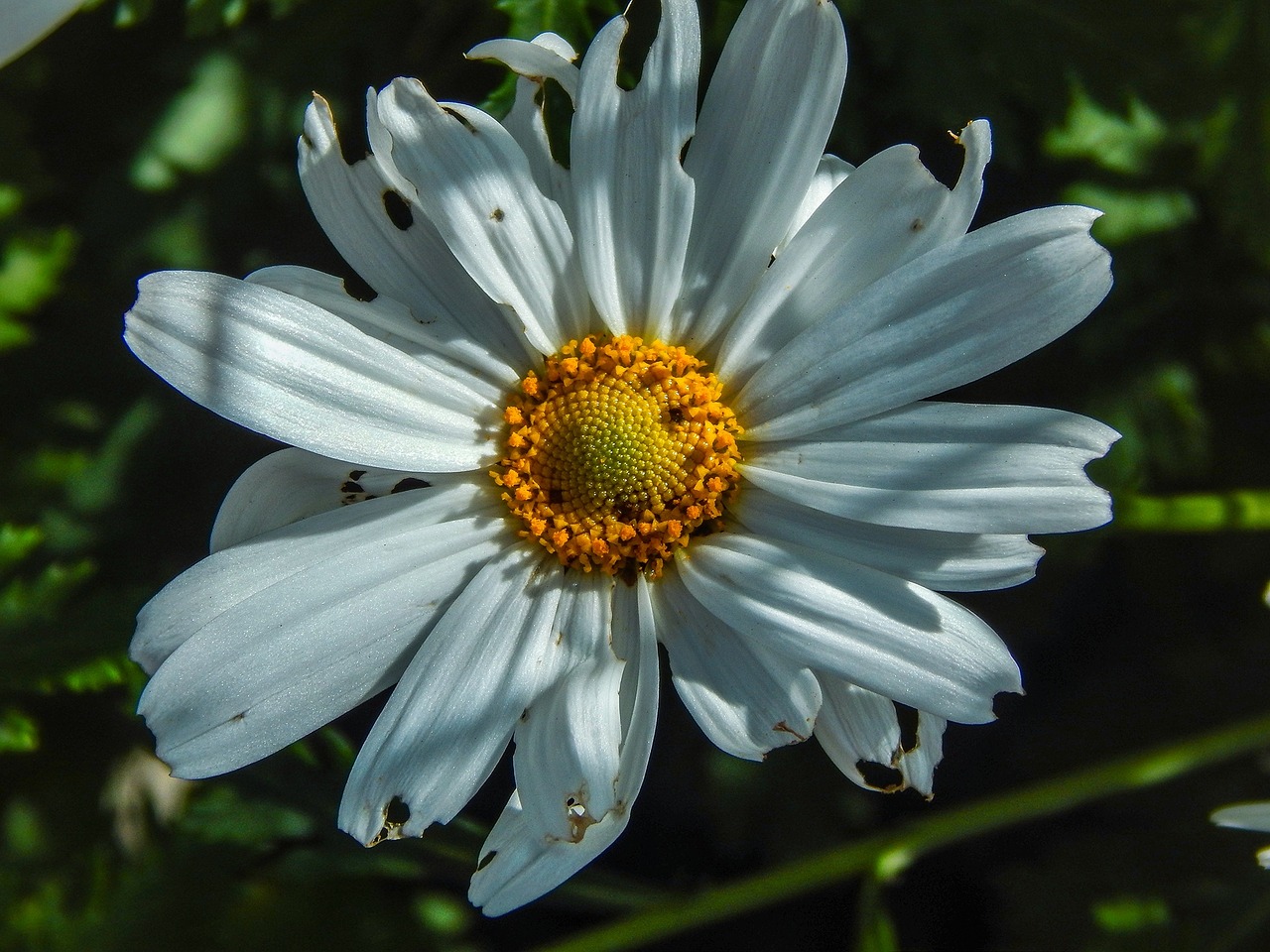 flower margaret nature free photo