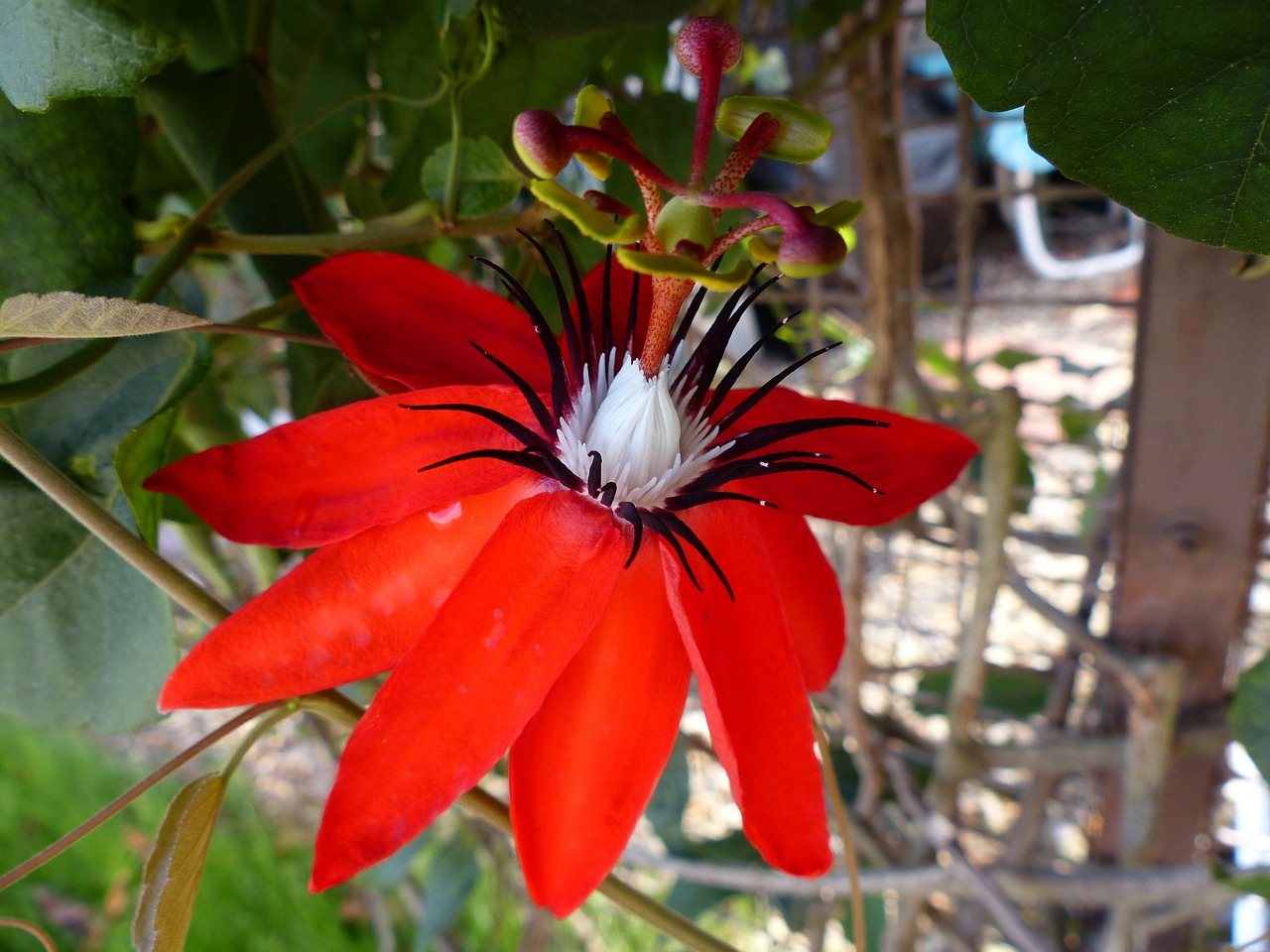 flower red passion flower wildflower free photo