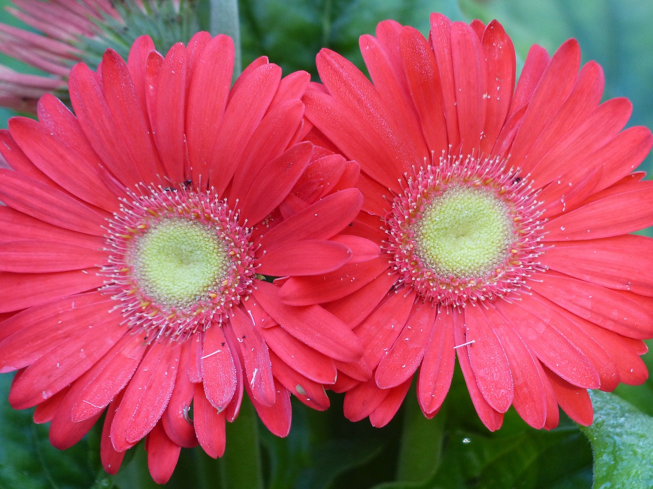 flower wildflower garden flower free photo