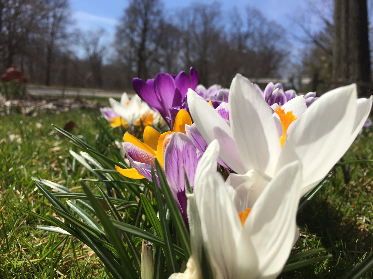 flower tulip floral free photo