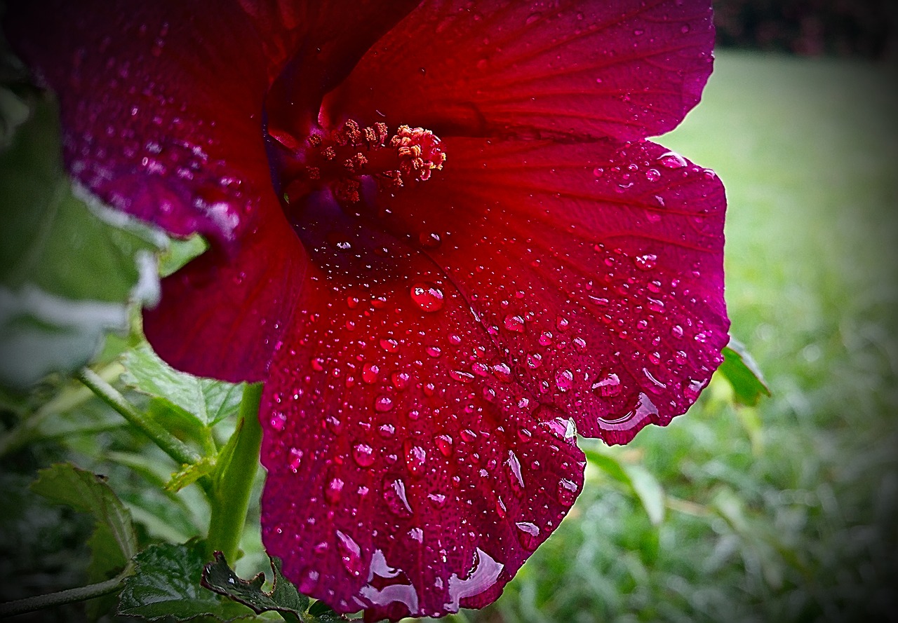 flower wet water drops free photo