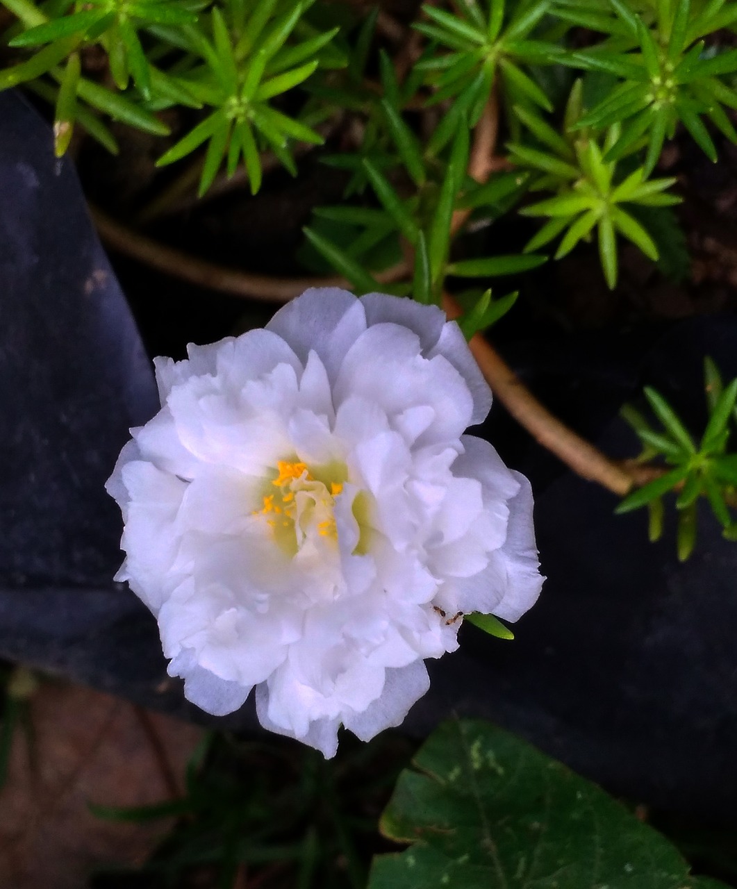 flower rose white free photo