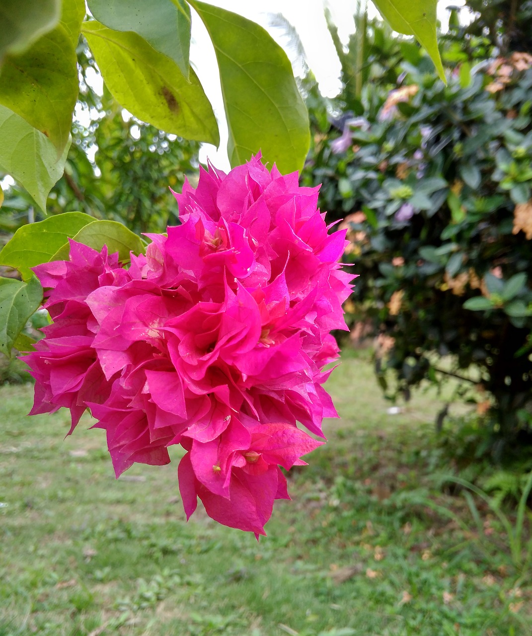 flower bougainvillea red free photo