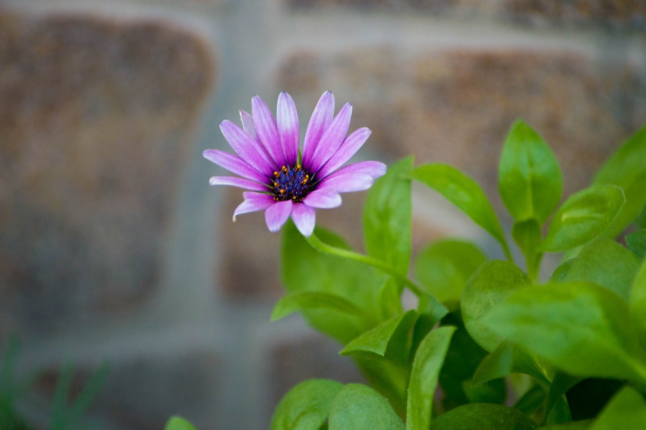 flower red nature free photo