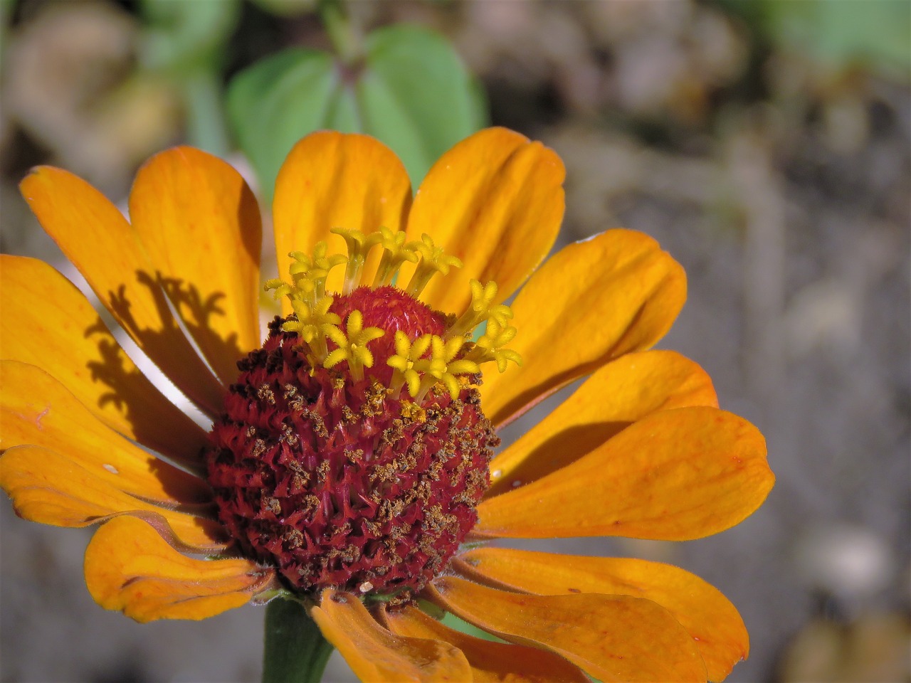 flower orange rust free photo