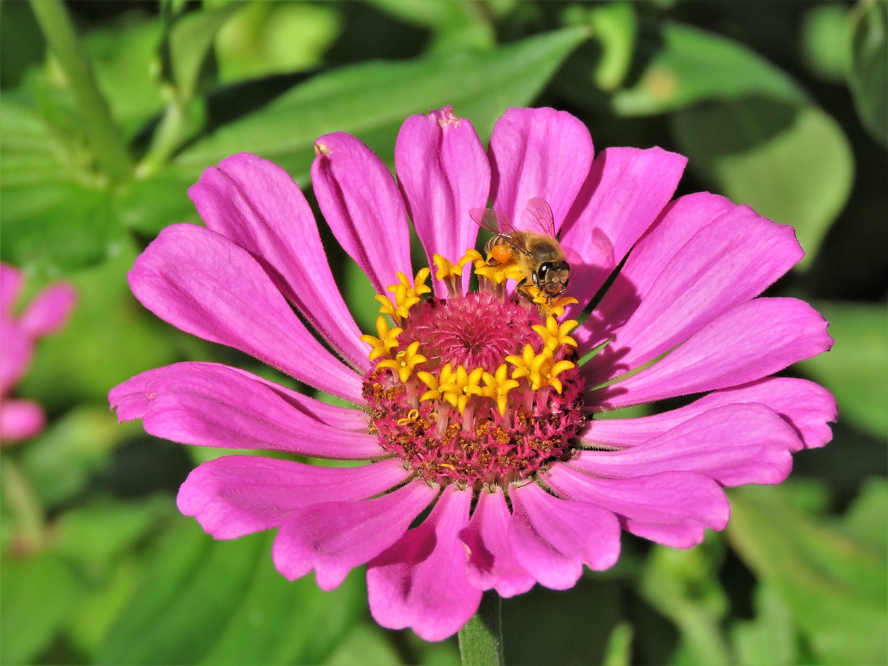 flower pink yellow free photo