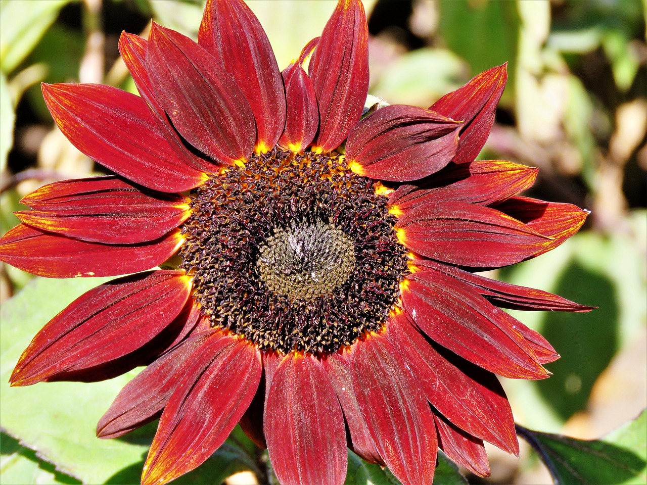 flower sunflower rust free photo