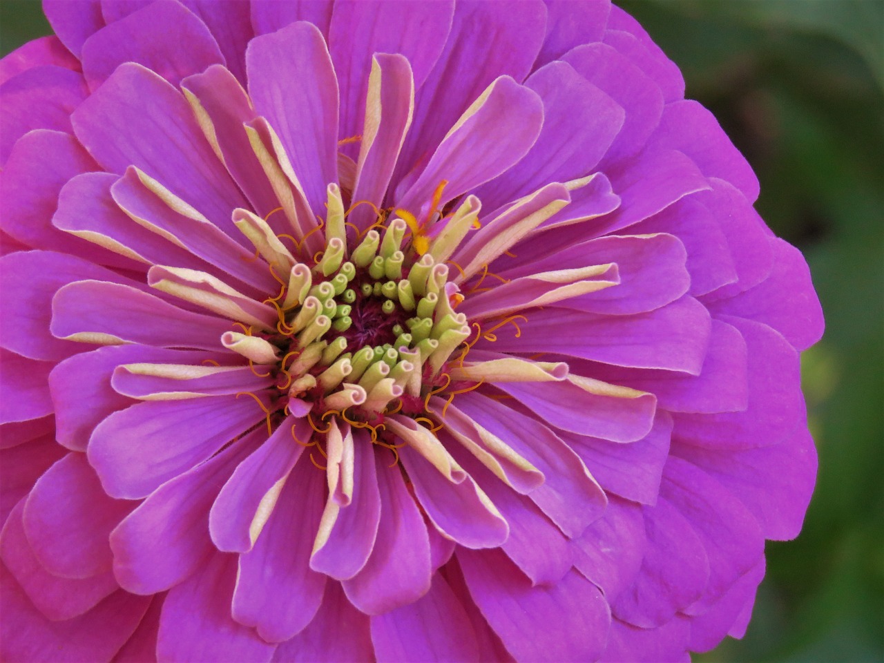 flower pink up close free photo