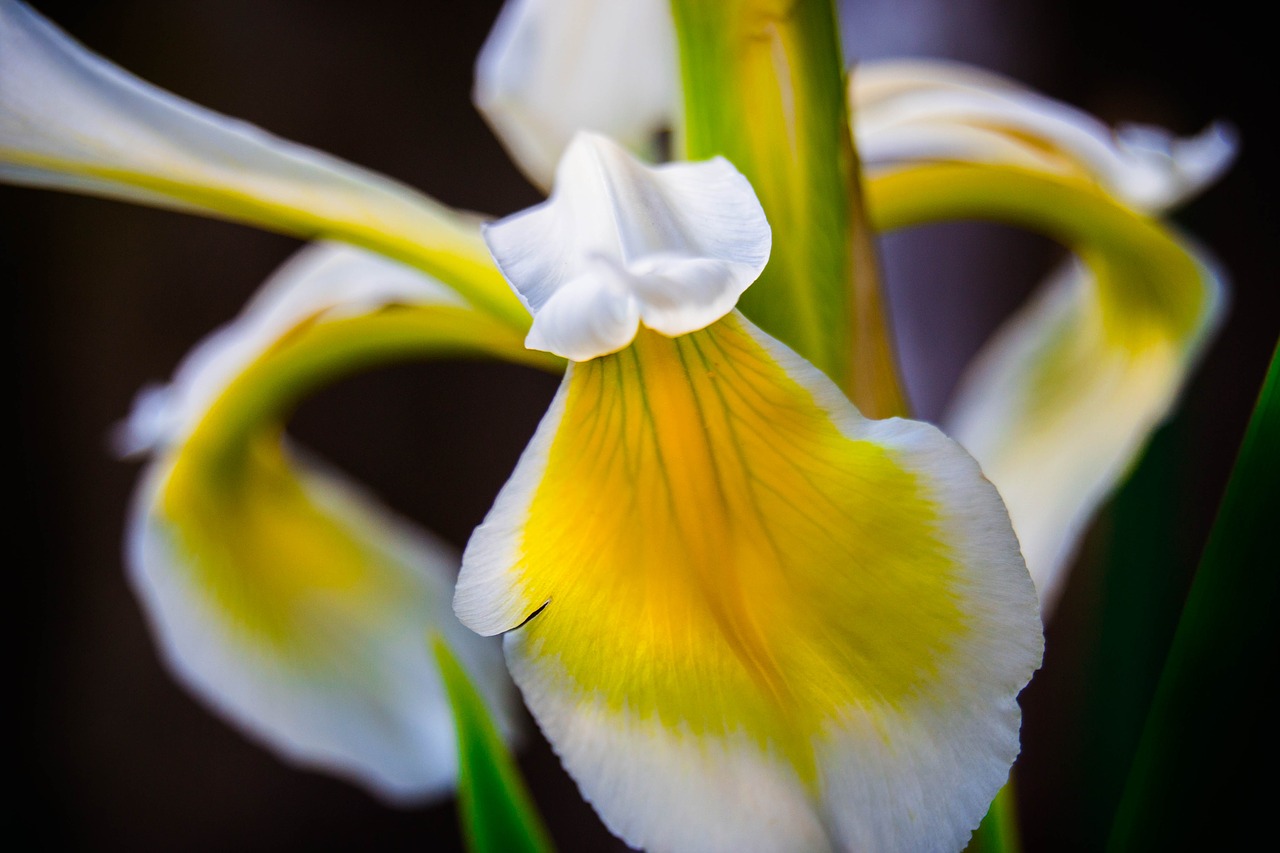 flower lilly close-up free photo