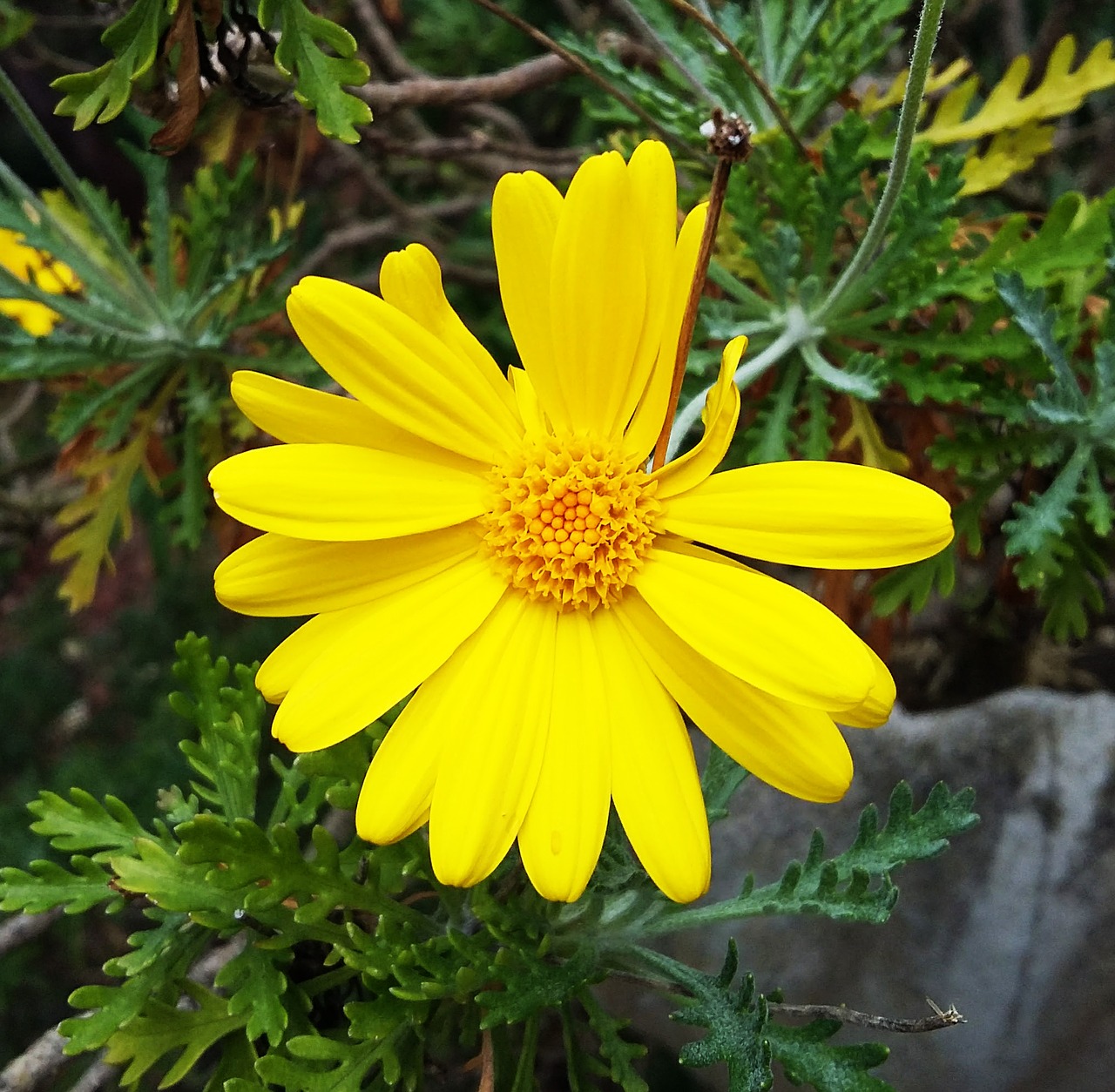 flower yellow flower yellow free photo