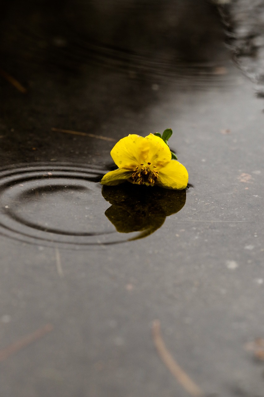 flower puddle rain free photo