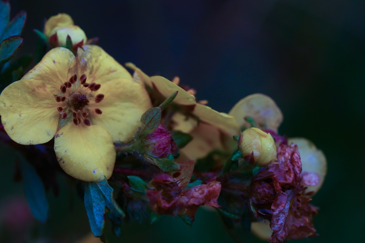 flower yellow nature free photo