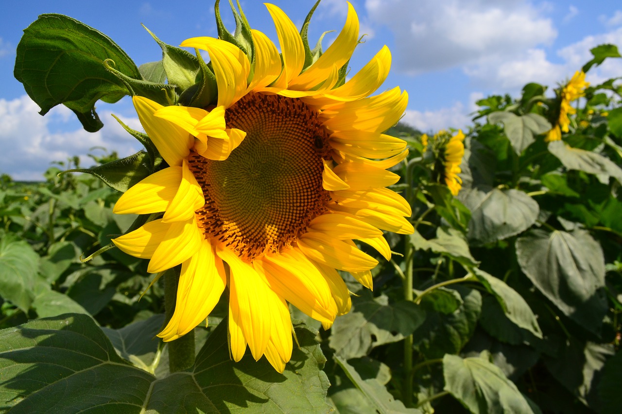 flower sunflower western nghe an free photo