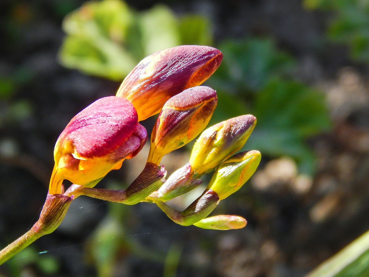 flower bloom buds free photo