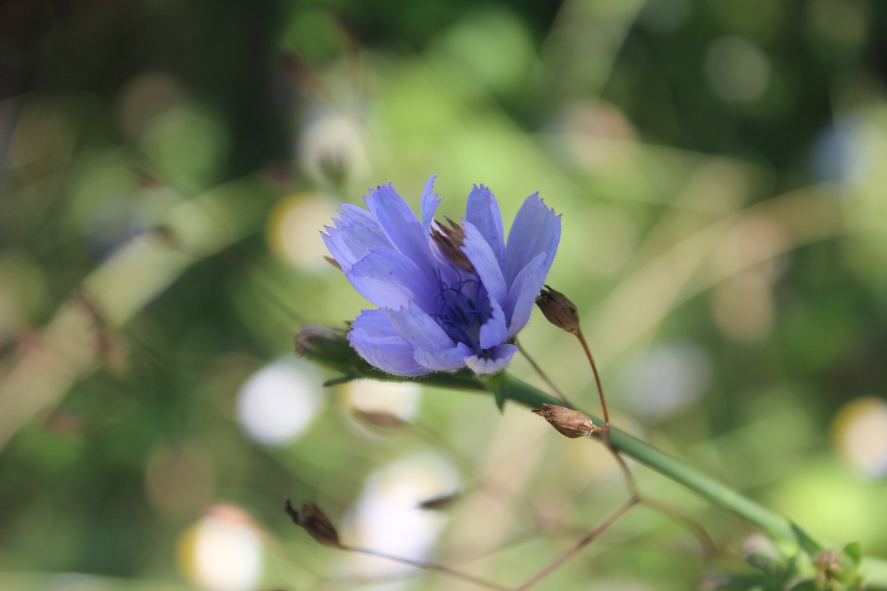 flower love purple free photo