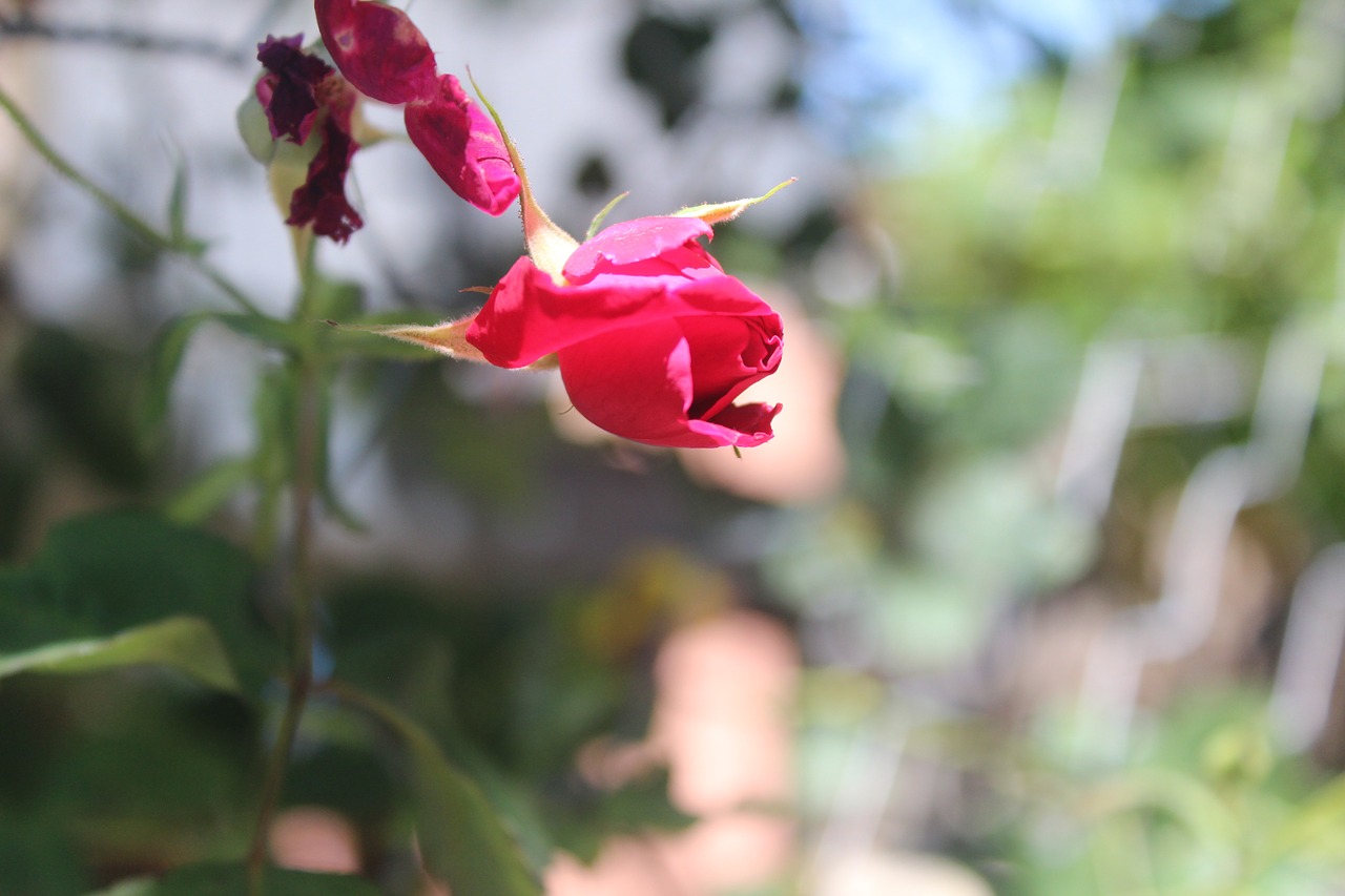 flower rose red free photo