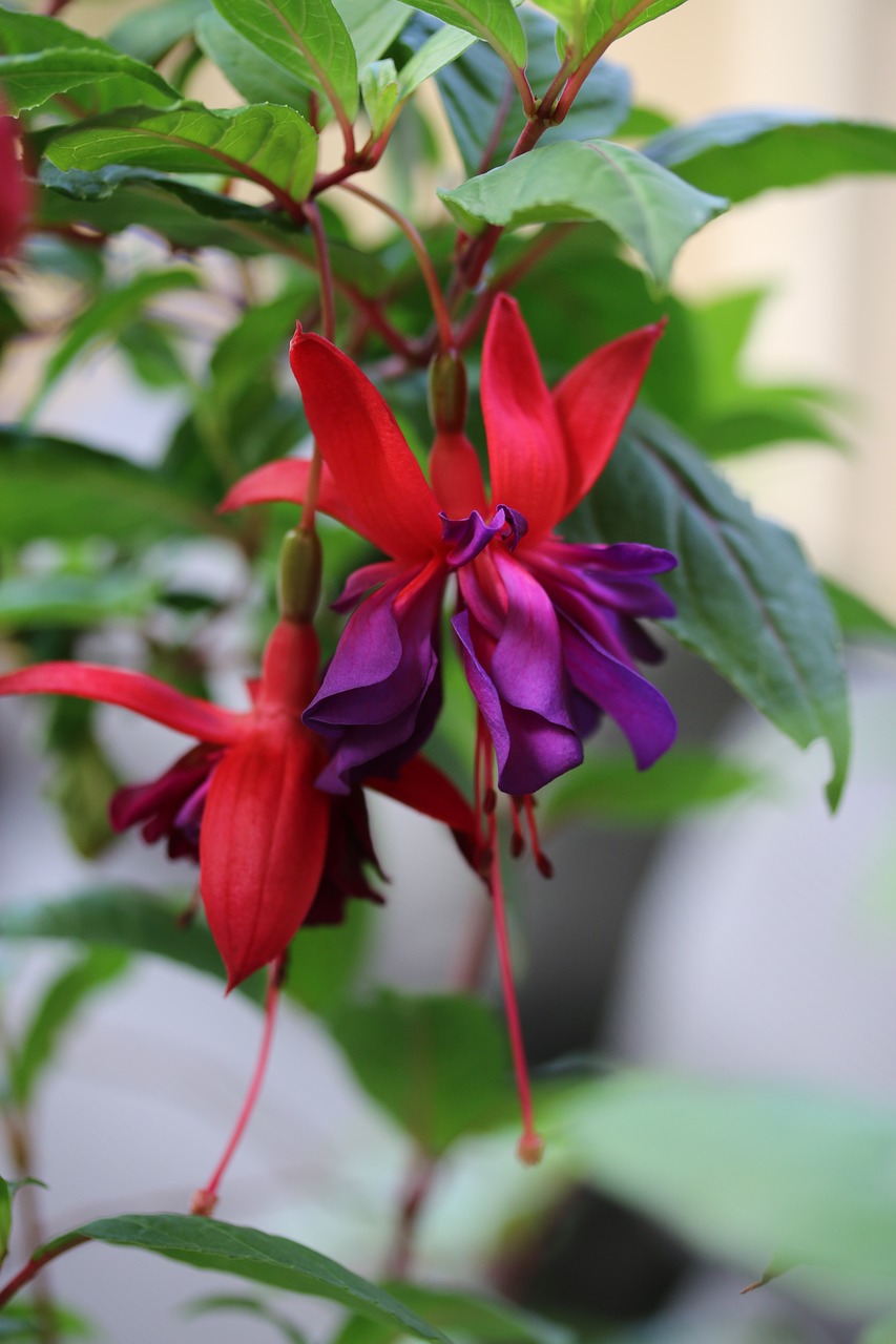 flower fuchsia floral free photo