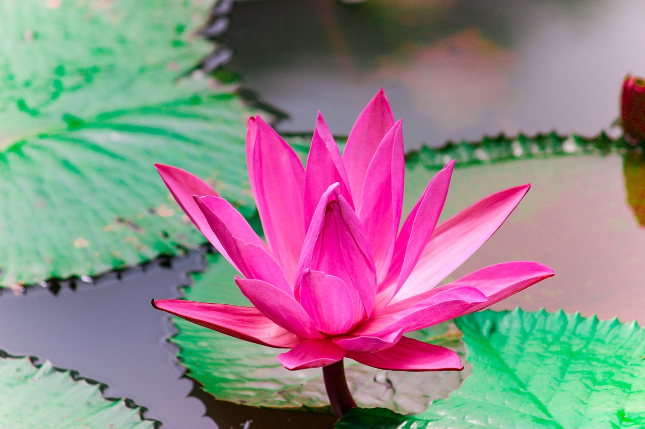 flower lotus lotus flower free photo