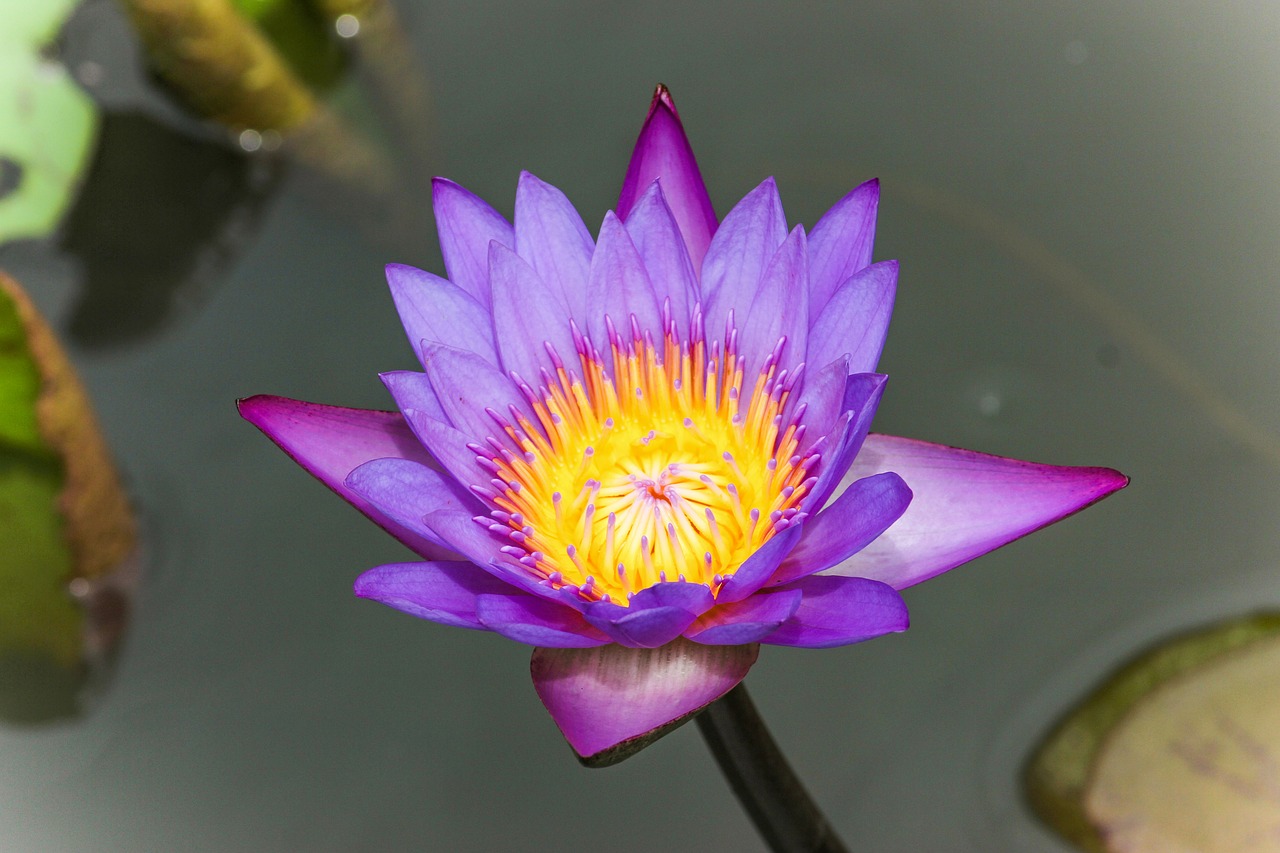 flower lotus lotus flower free photo