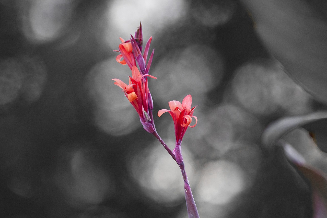 flower bokeh nature free photo