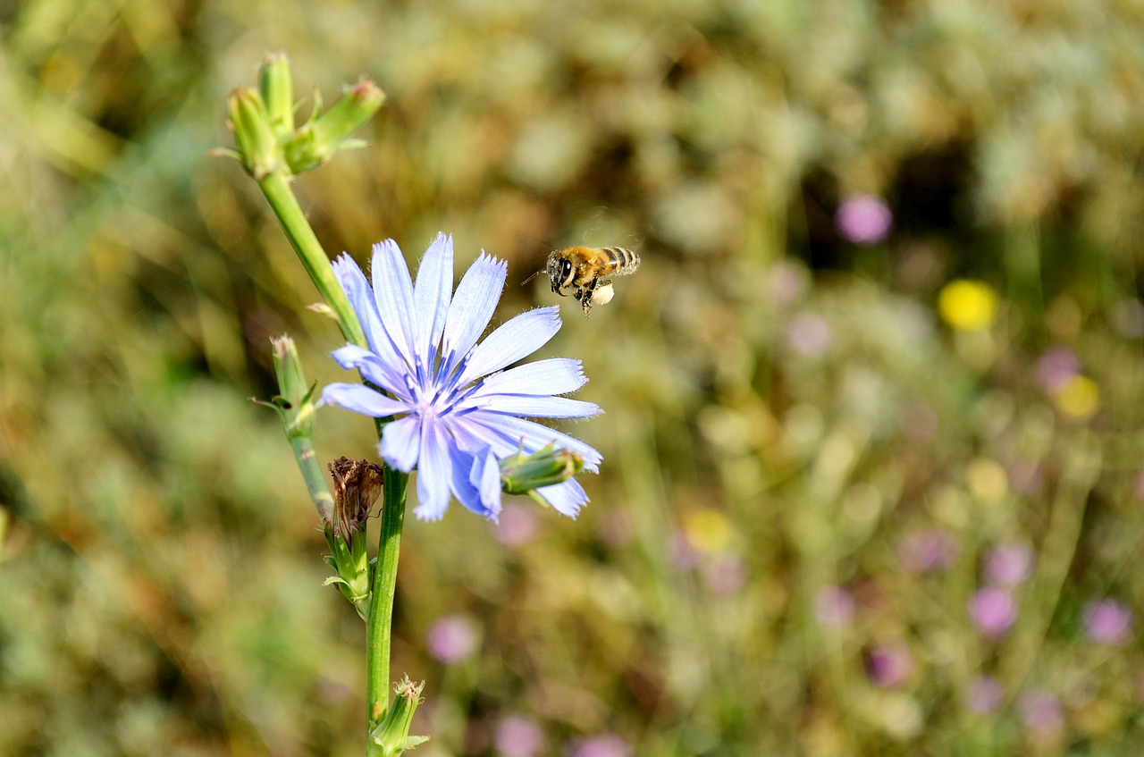 flower bee babu free photo