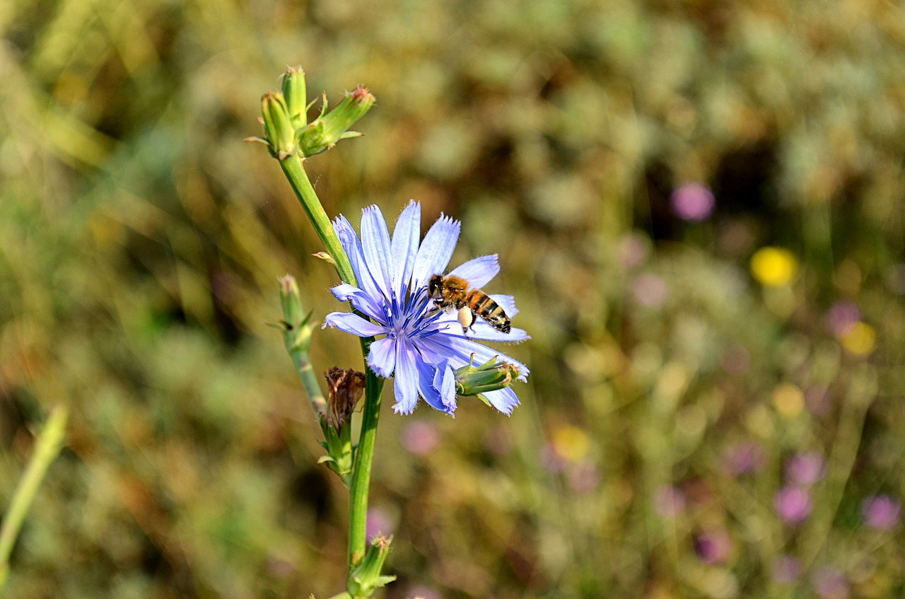 flower bee babu free photo