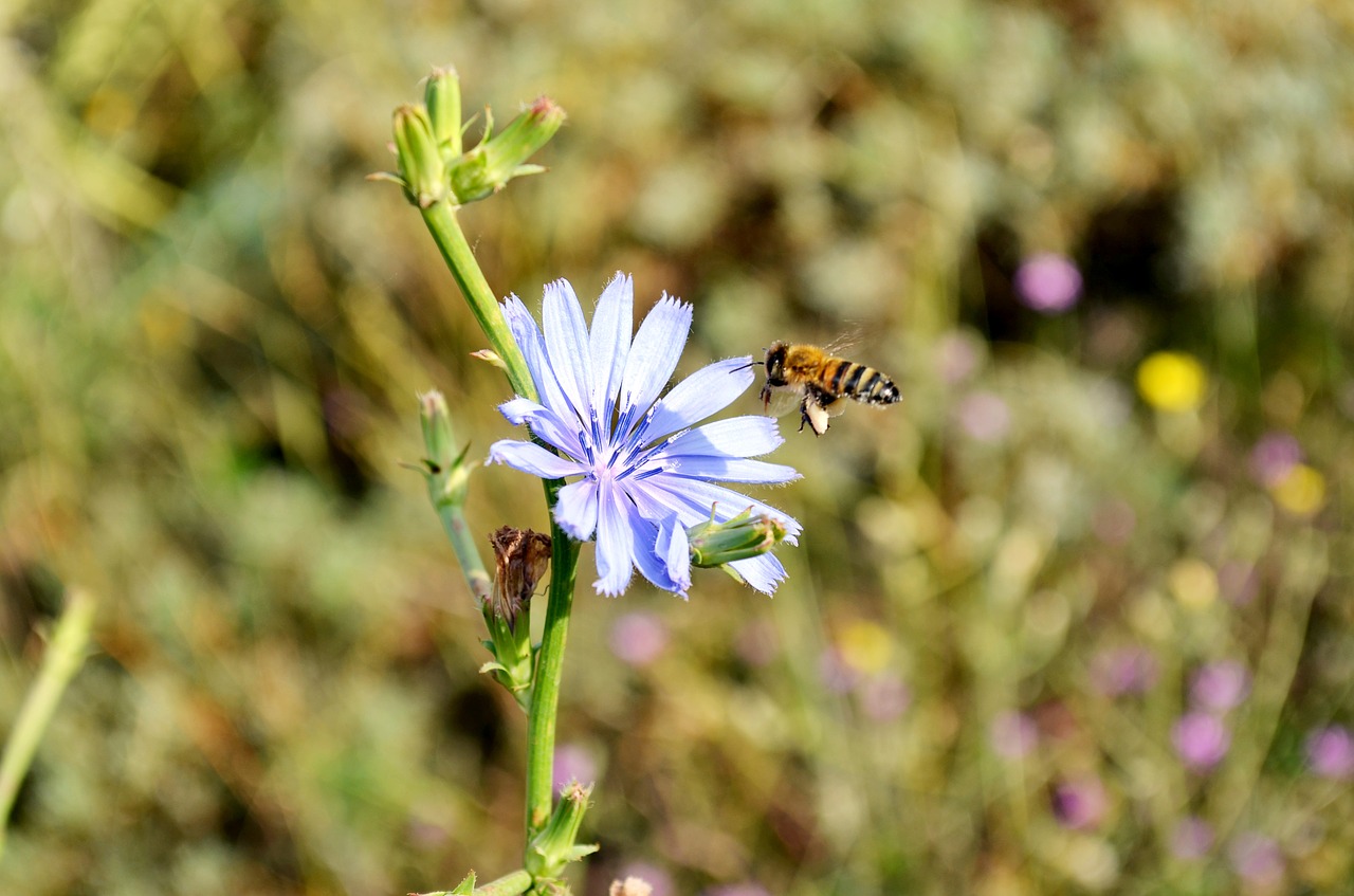 flower bee babu free photo