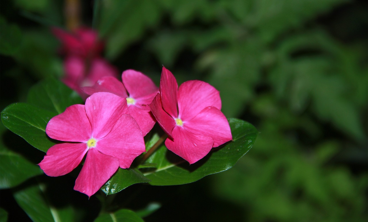 flower pink night free photo