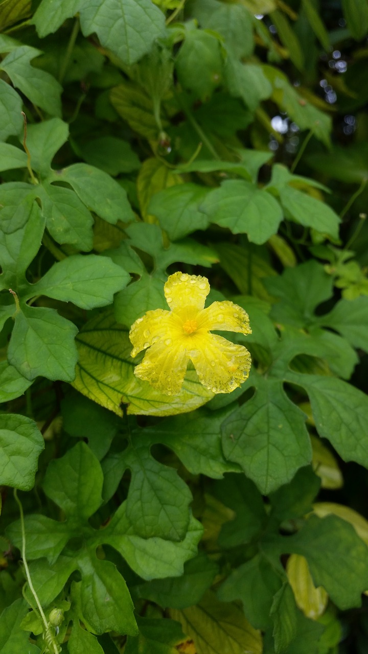 flower yellow water drops free photo