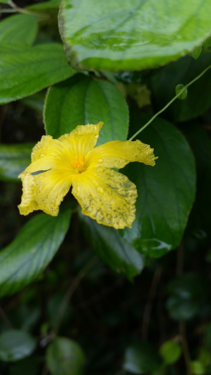 flower yellow nature free photo