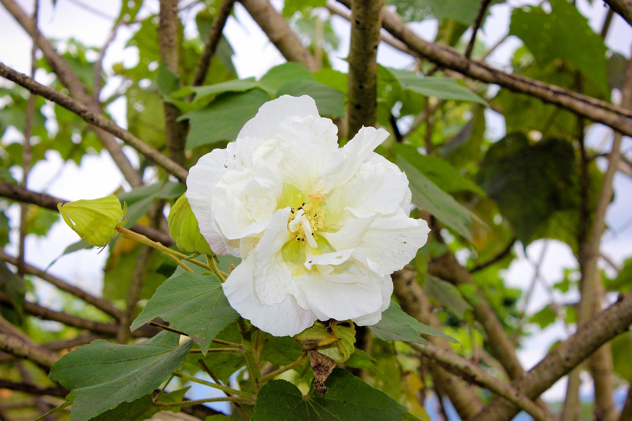 flower white nature free photo