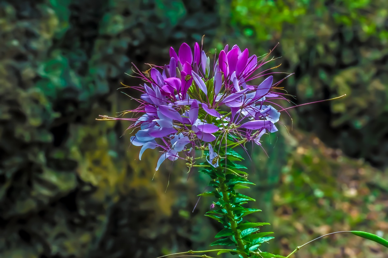 flower nature beautiful free photo