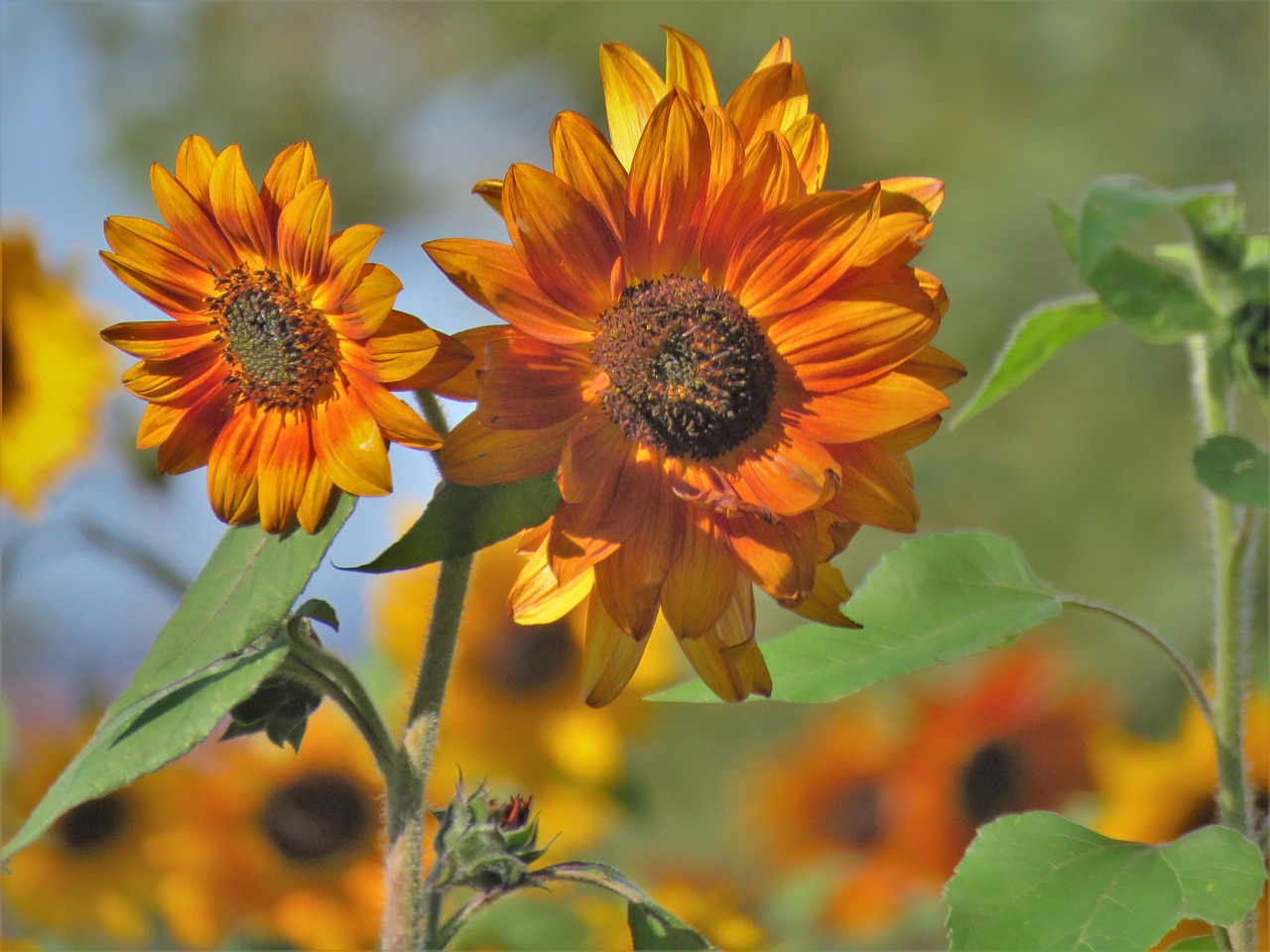 Flower,sunflower,rust,brown,orange - free image from needpix.com