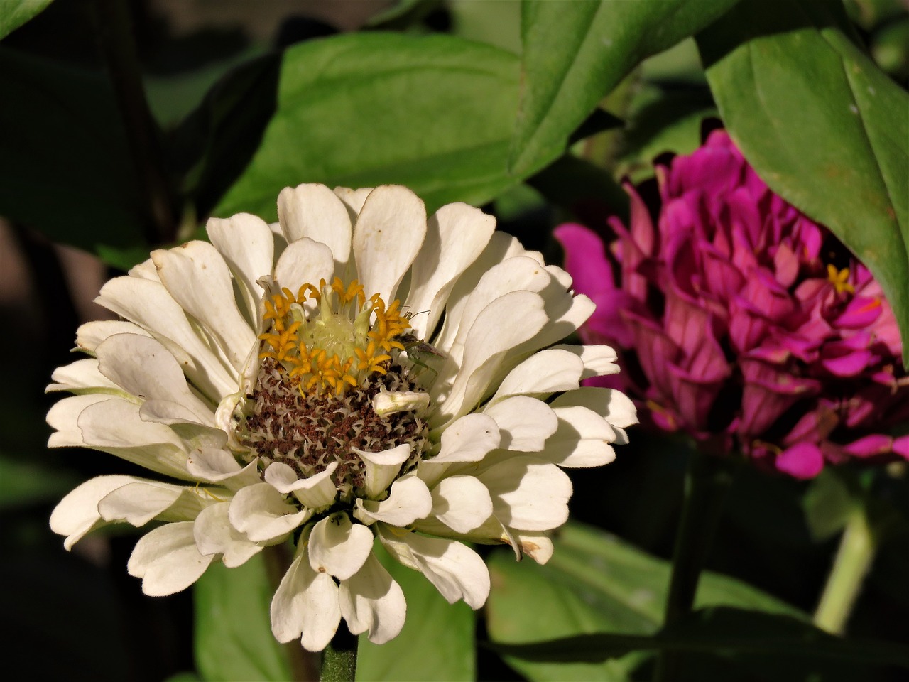 flower white yellow free photo