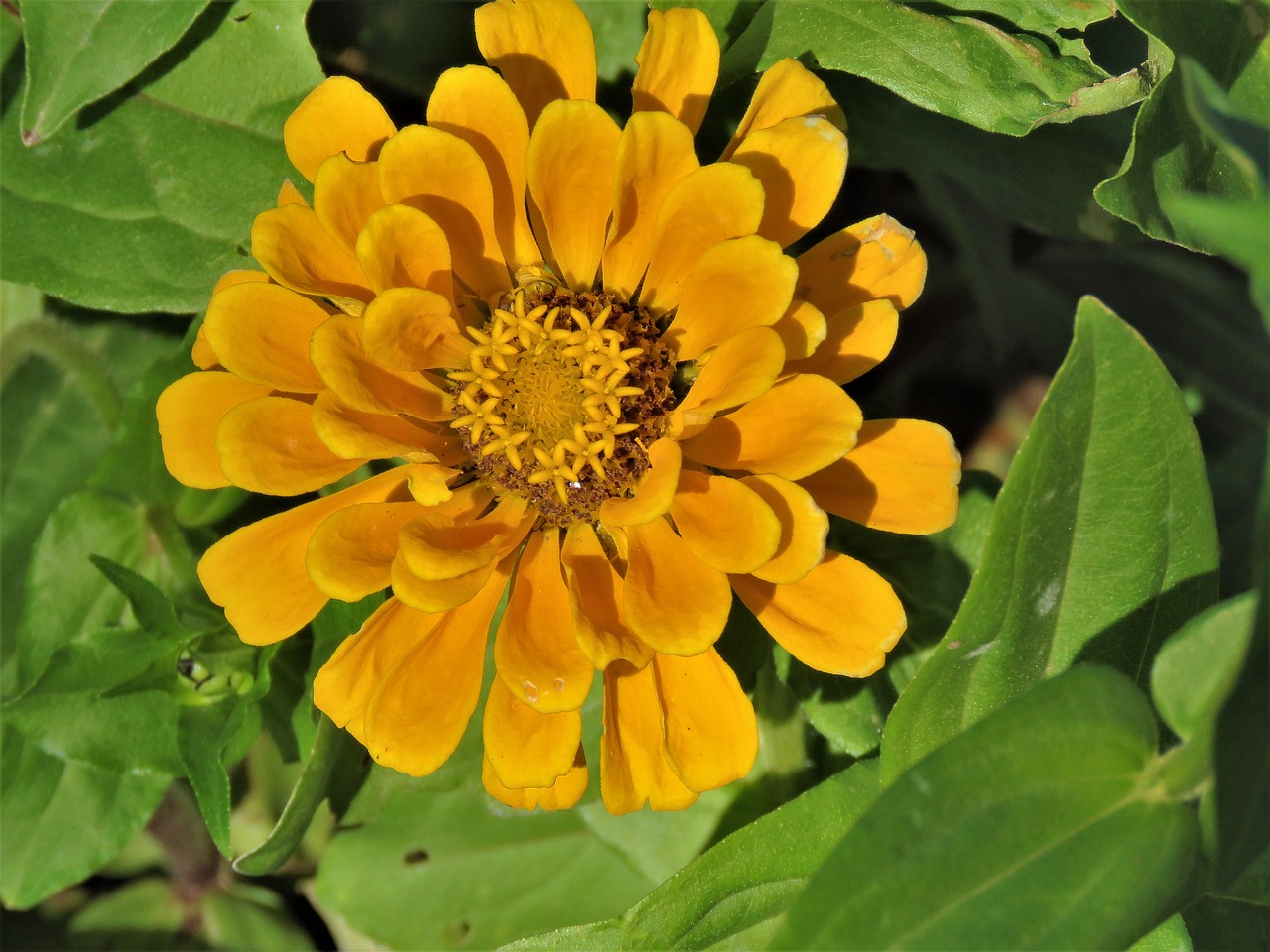 flower deep yellow green free photo