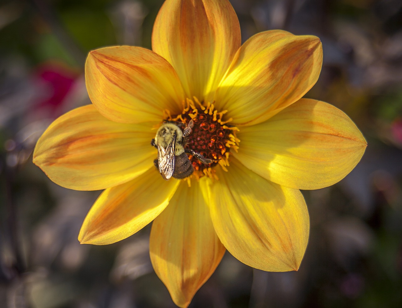 flower bee yellow free photo