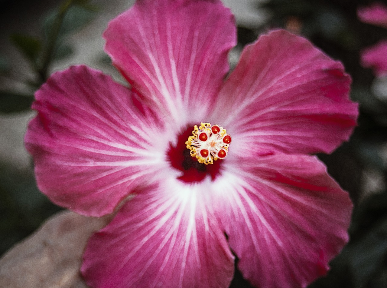 flower pink pink flowers free photo