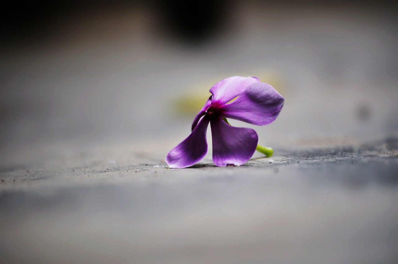 flower wildflower fallen free photo