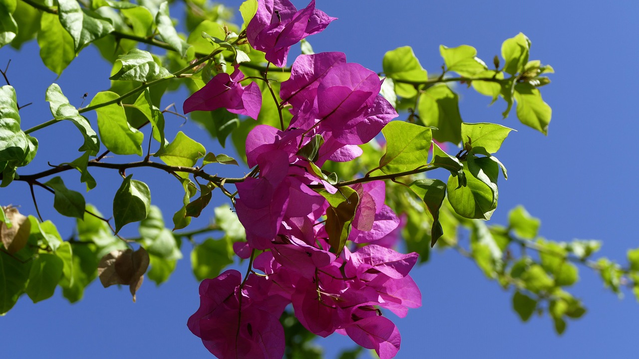 flower ranke mediterranean free photo