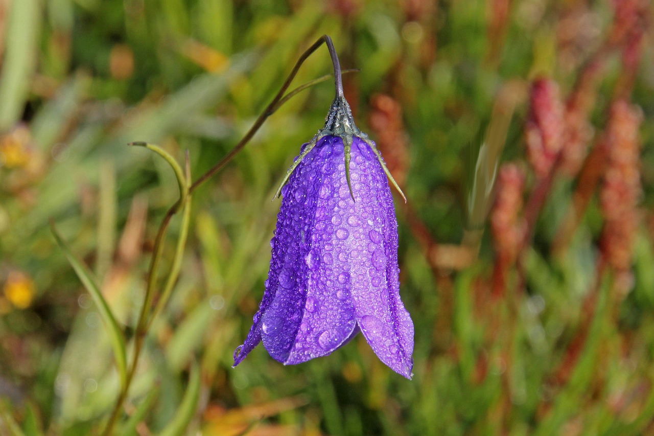 flower raindrop nature free photo